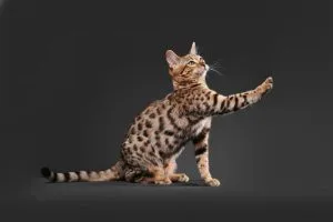 Bengal