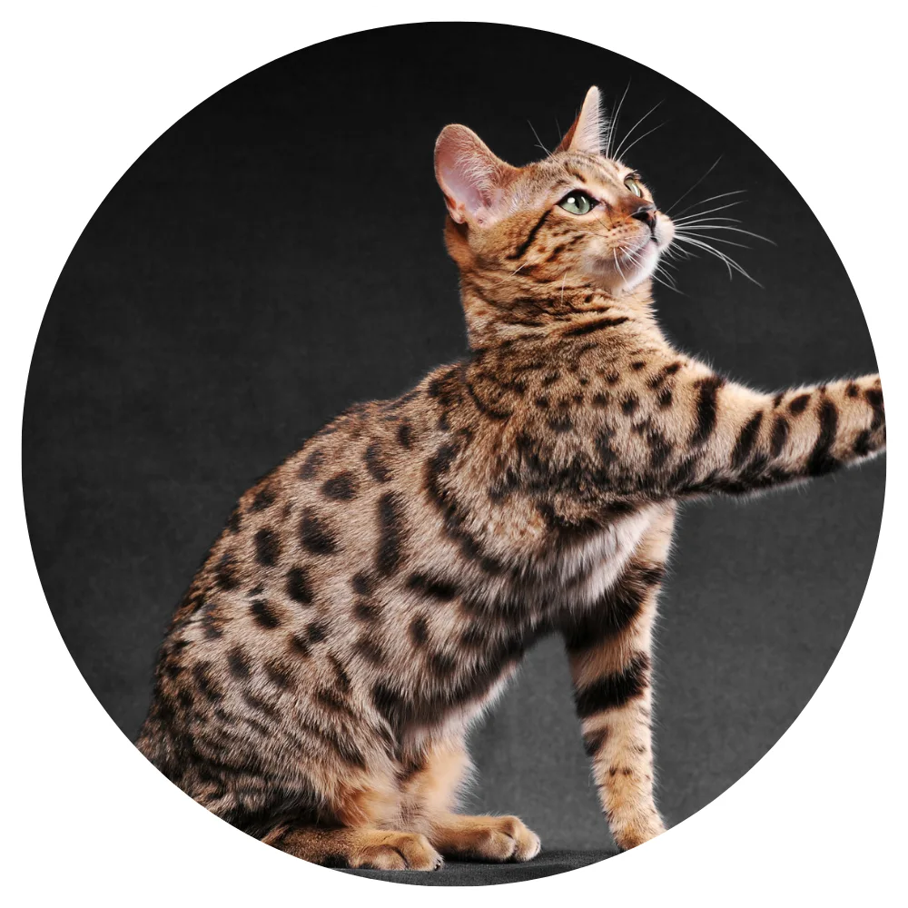 Bengal