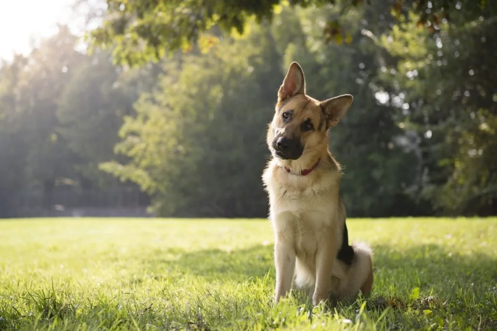 Berger Allemand assis dans l'herbe
