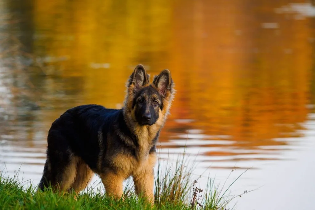 Berger Allemand chiot