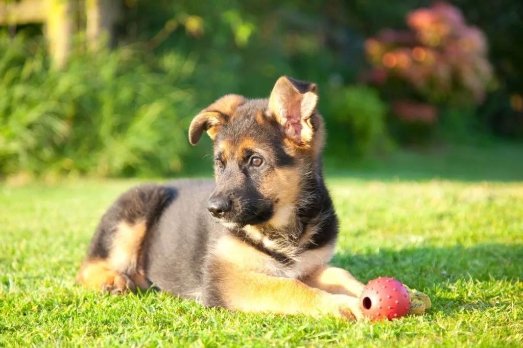 Berger Allemand chiot dans l'herbe
