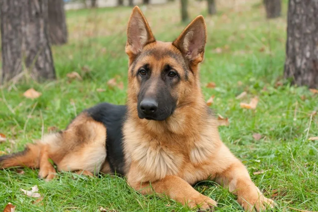 Berger Allemand couché dans l'herbe