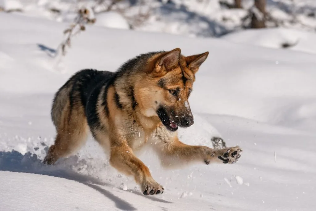 Berger Allemand dans la neige