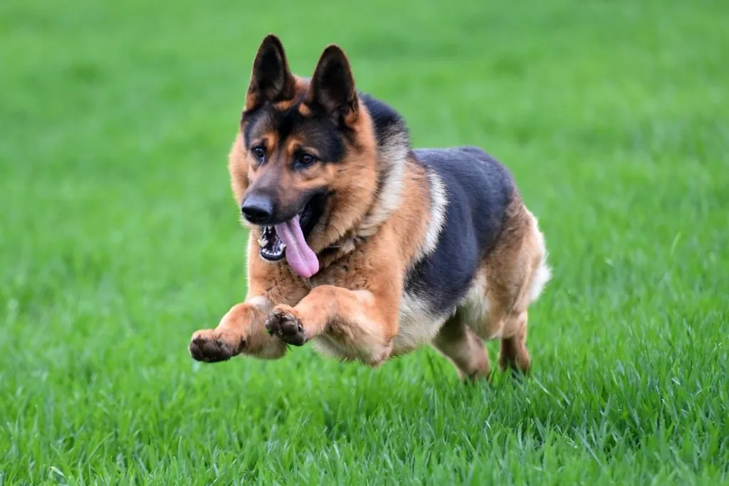 Berger Allemand qui court
