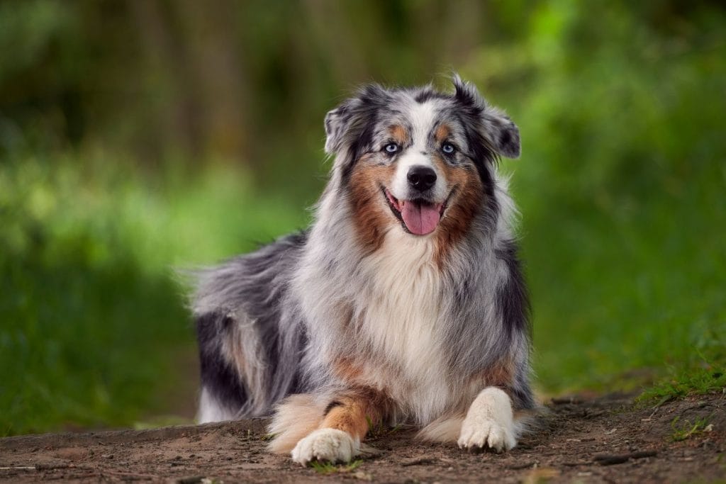 Berger Australien allongé