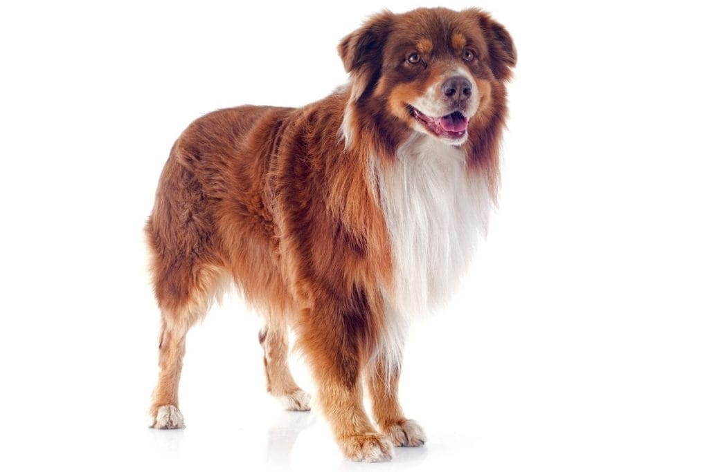 Berger Australien marron clair et blanc