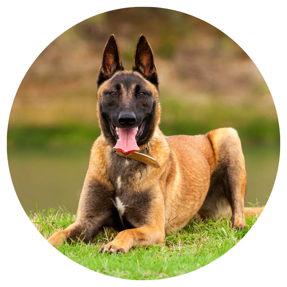Berger Belge Malinois