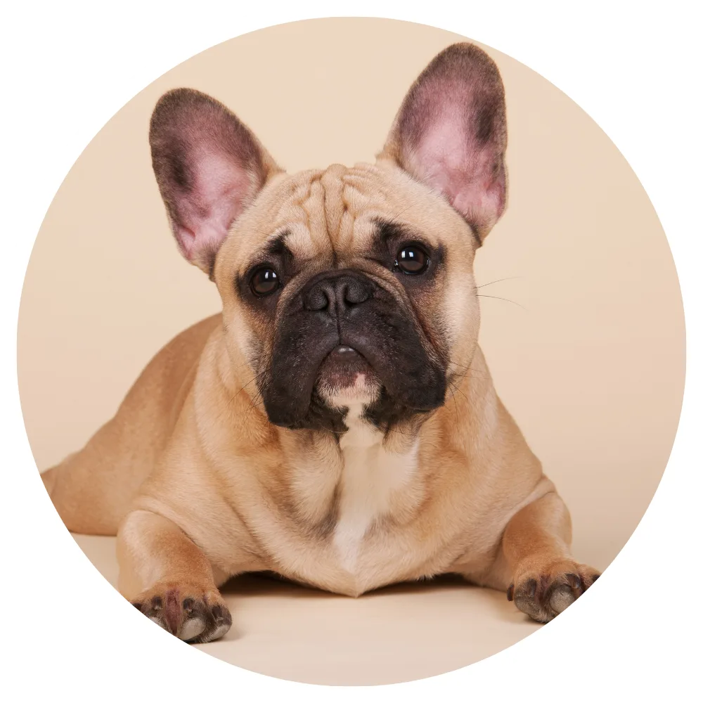 Bouledogue français
