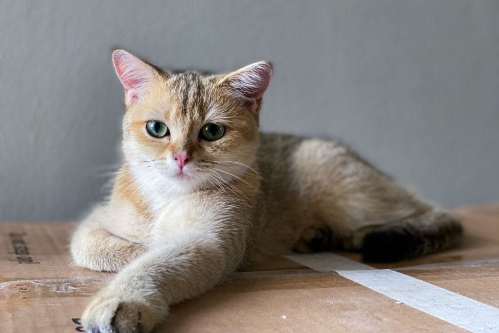 British Shorthair sur un carton