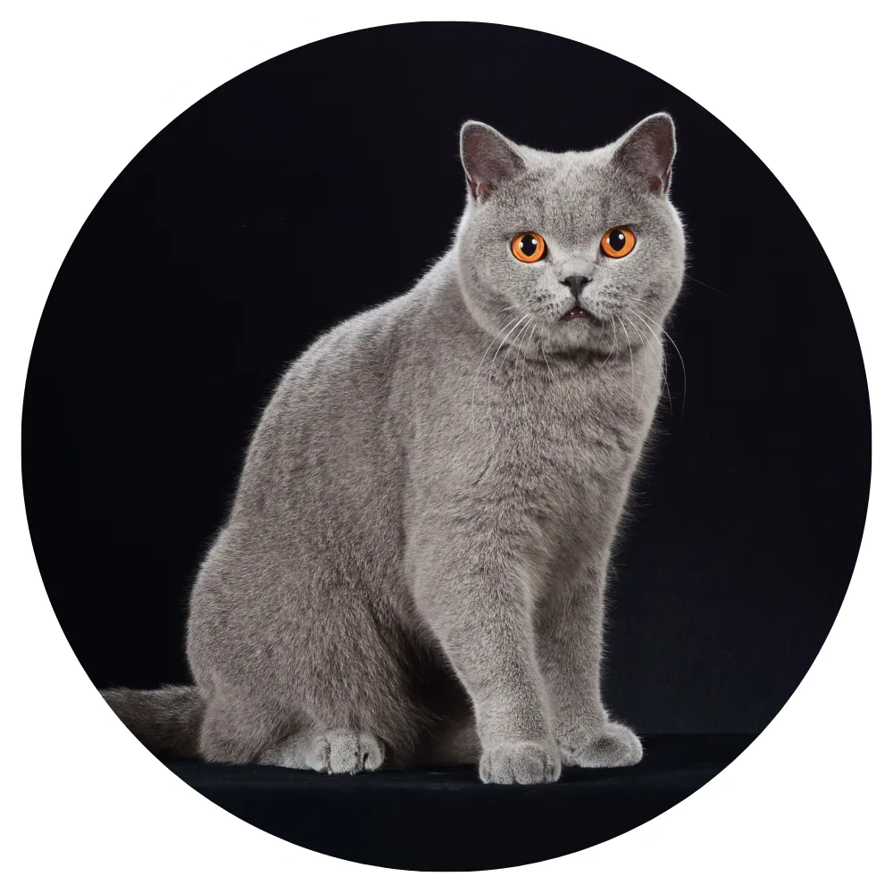 British Shorthair