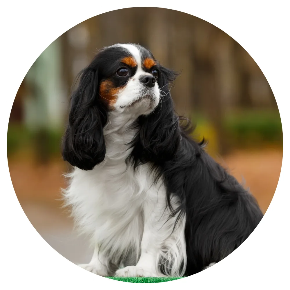 Cavalier King Charles