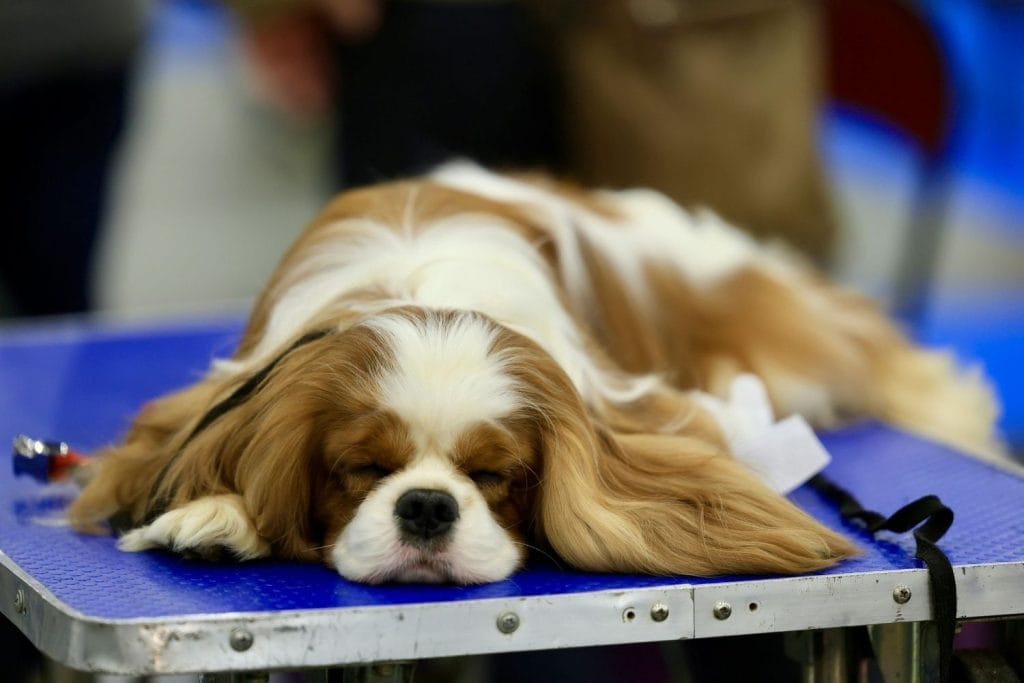 cavalier king charles marron couché