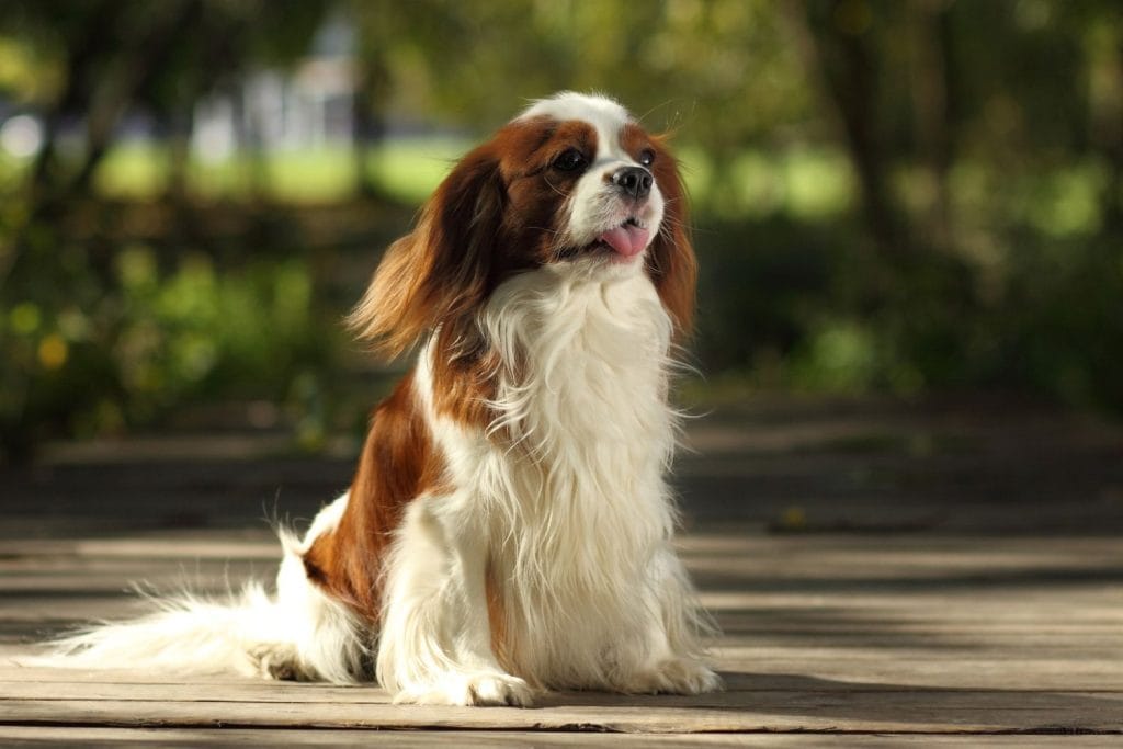 cavalier king charles marron et blanc