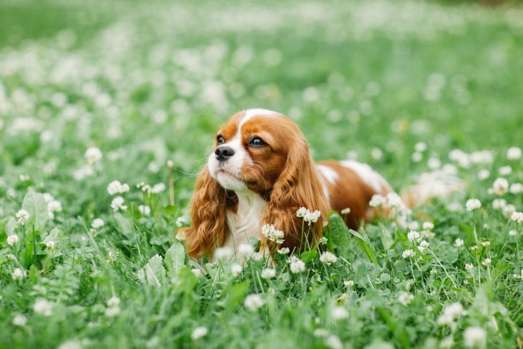 cavalier king charles marron et blanc dans un champs