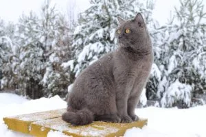 Chartreux