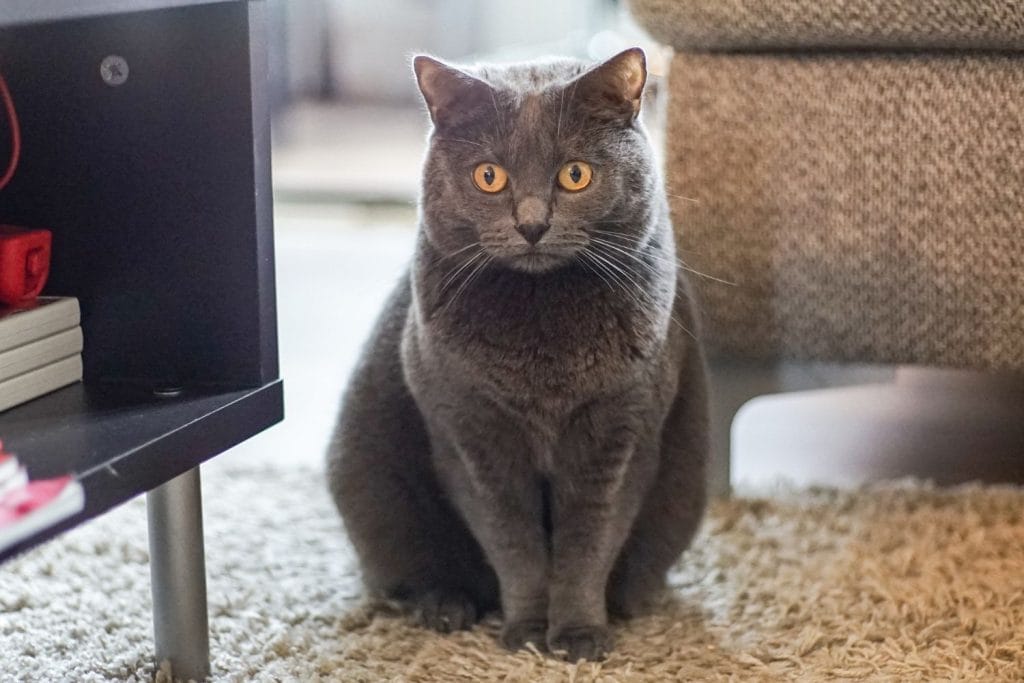 Chartreux assis sur un tapis