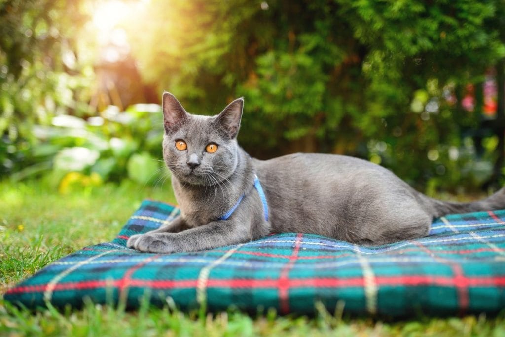 Chartreux sur un plaid