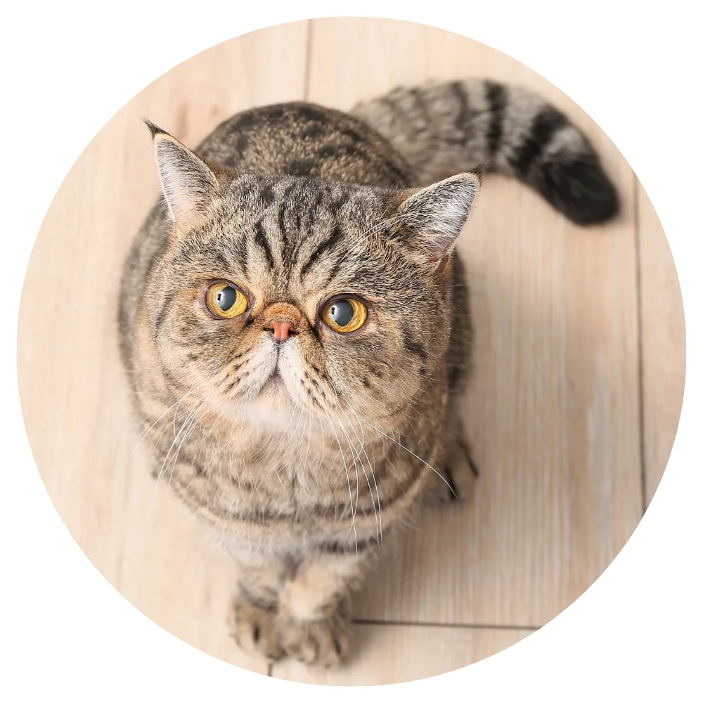 Exotic Shorthair