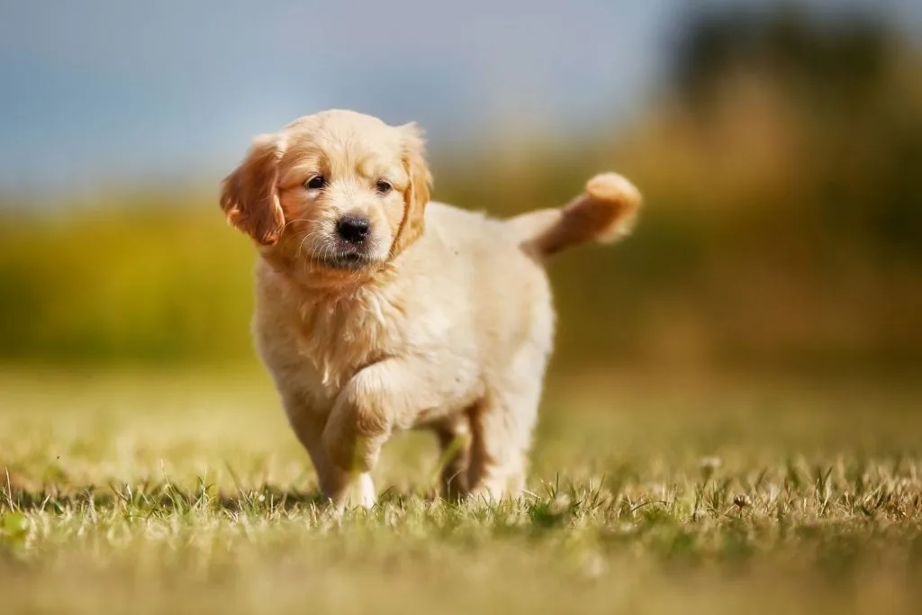 Golden retriever chiot