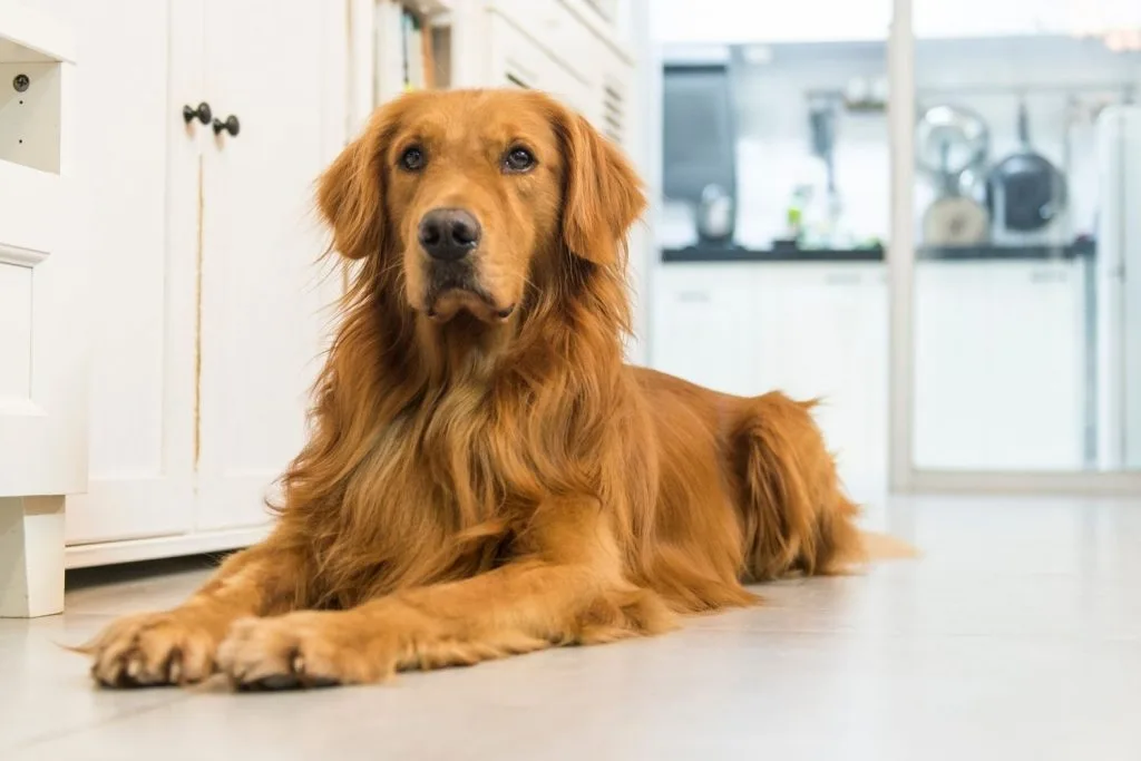 Golden retriever couché
