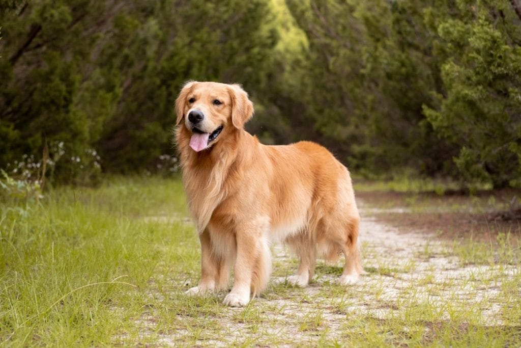 Golden retriever debout