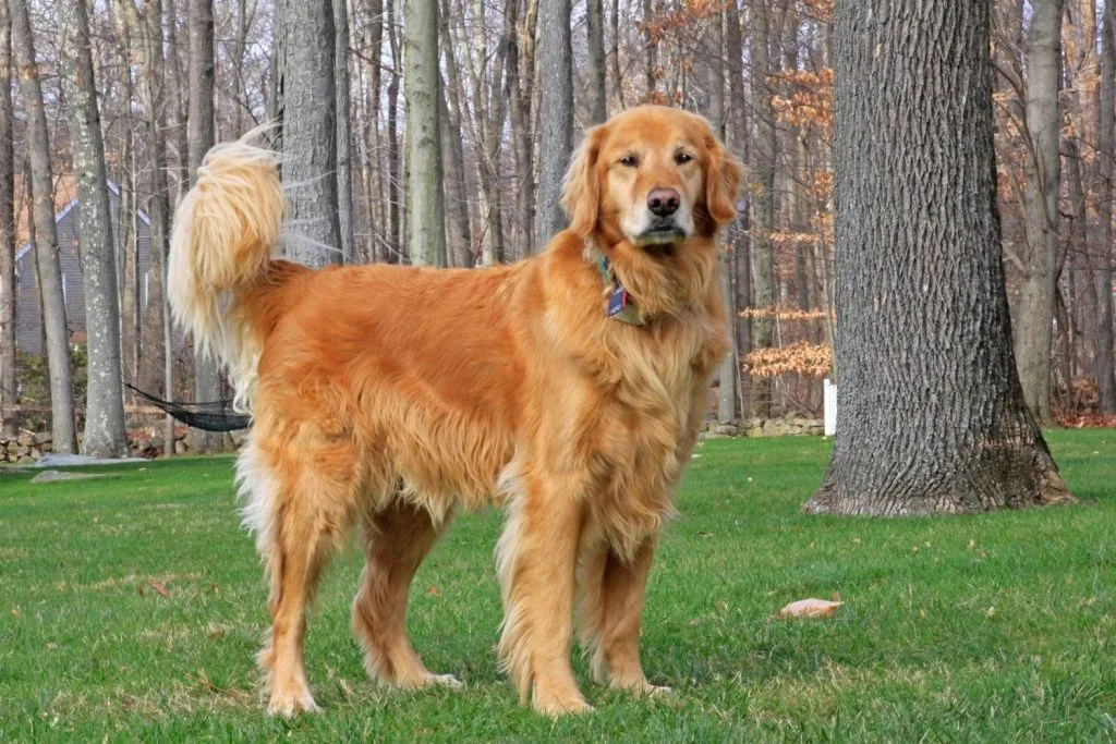 Golden retriever debout dans un parc