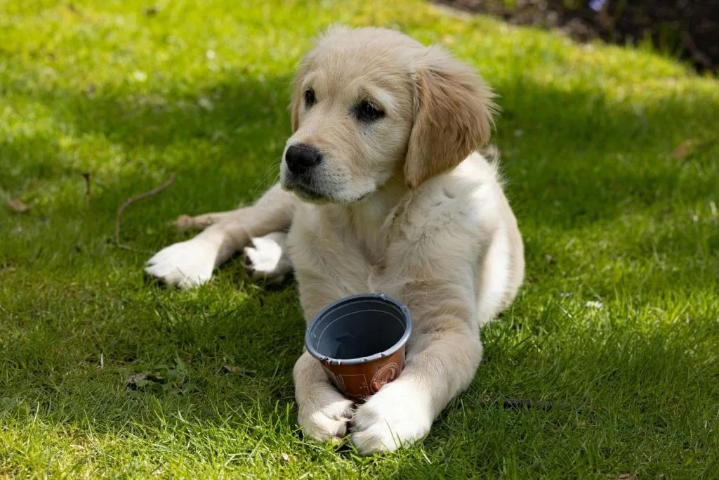 Golden retriever petit avec un gobelet