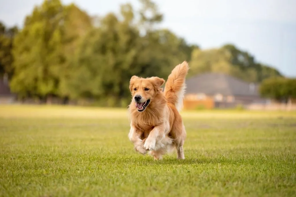 Golden retriever qui court