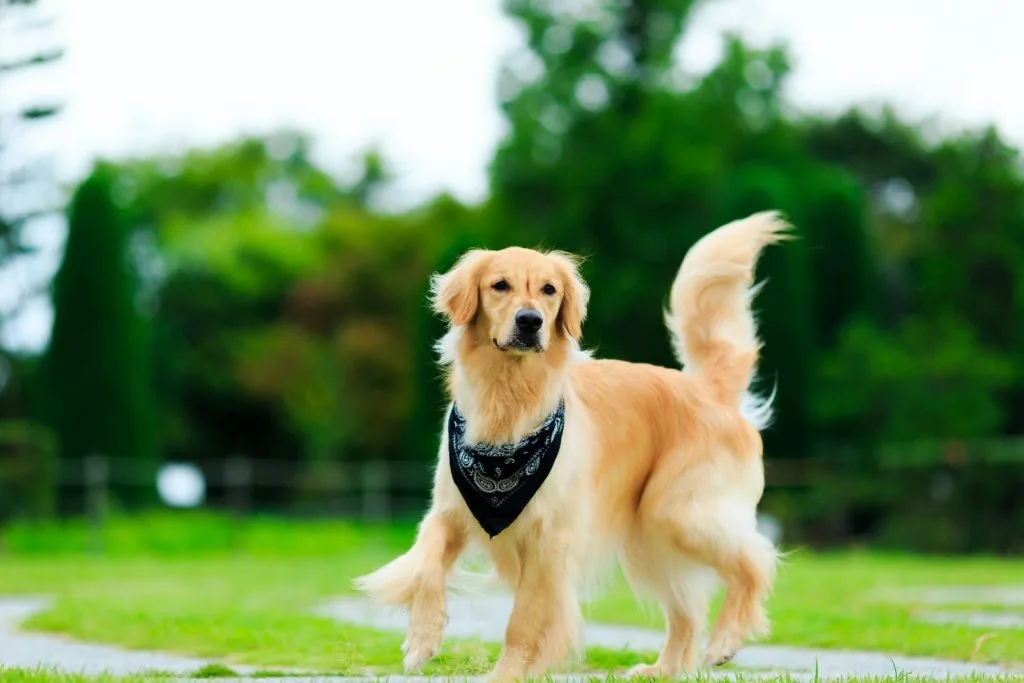 Golden retriever qui fait un défilé