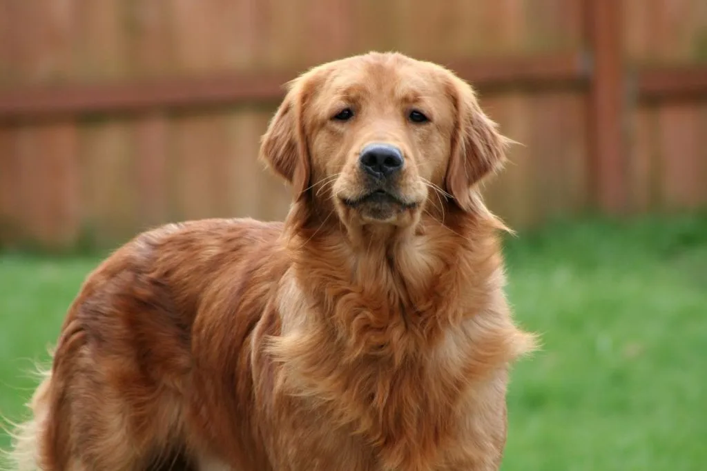 Golden retriever zoomé