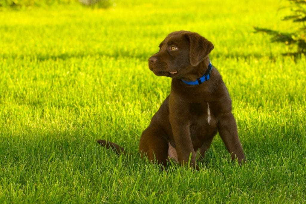 Labrador Retriever chiot marron