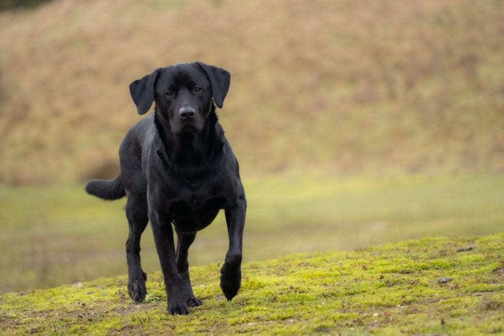 Labrador Retriever noir