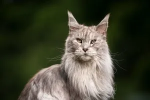 Le Maine Coon, ce géant au grand cœur : Caractère, santé et budget