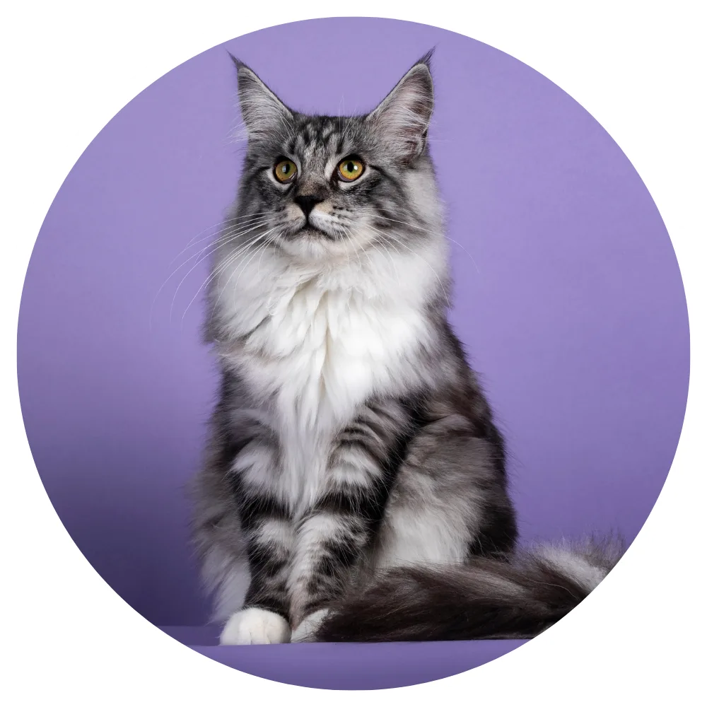 Maine Coon
