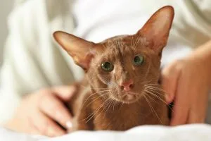 Oriental Shorthair