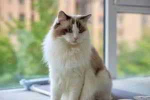 Ragdoll