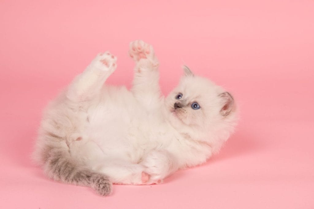 Ragdoll chaton
