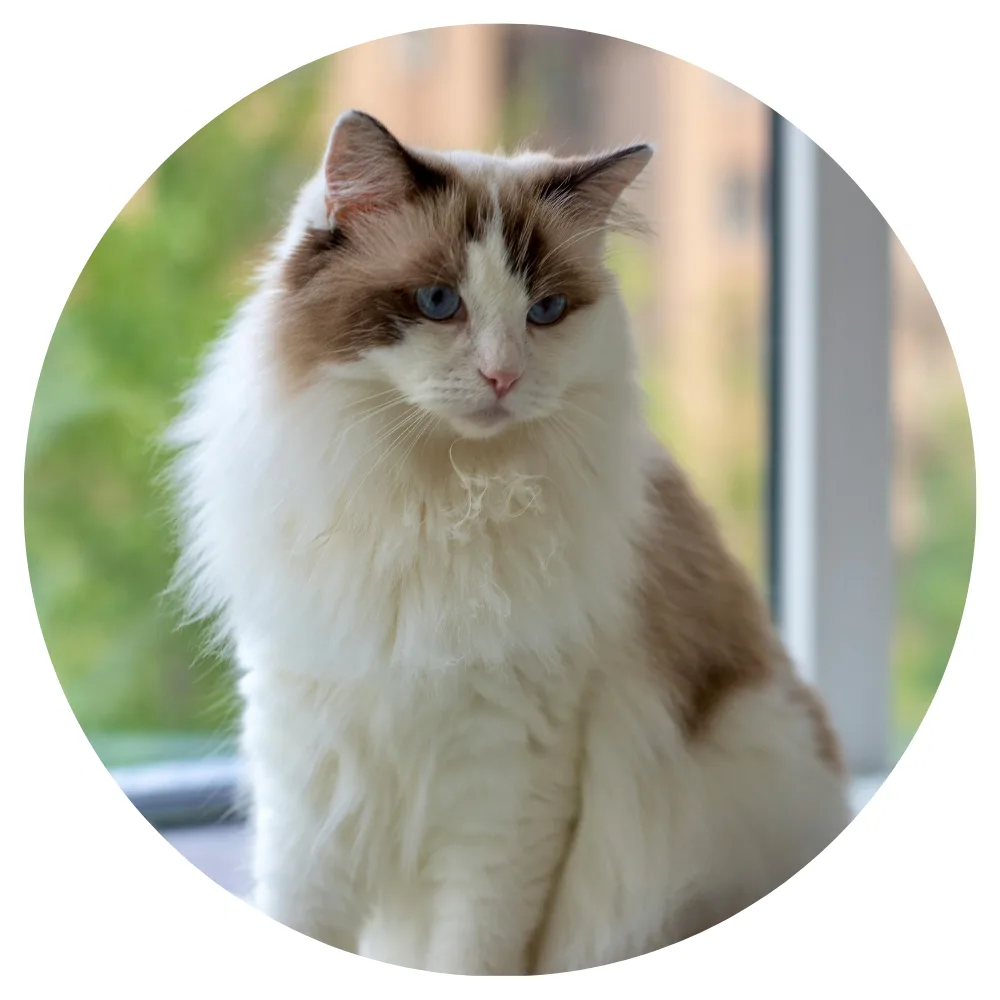 Ragdoll