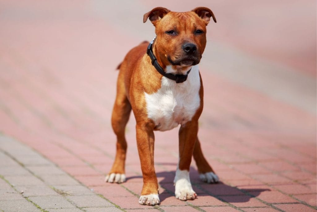 Staffordshire Bull Terrier marron et blanc