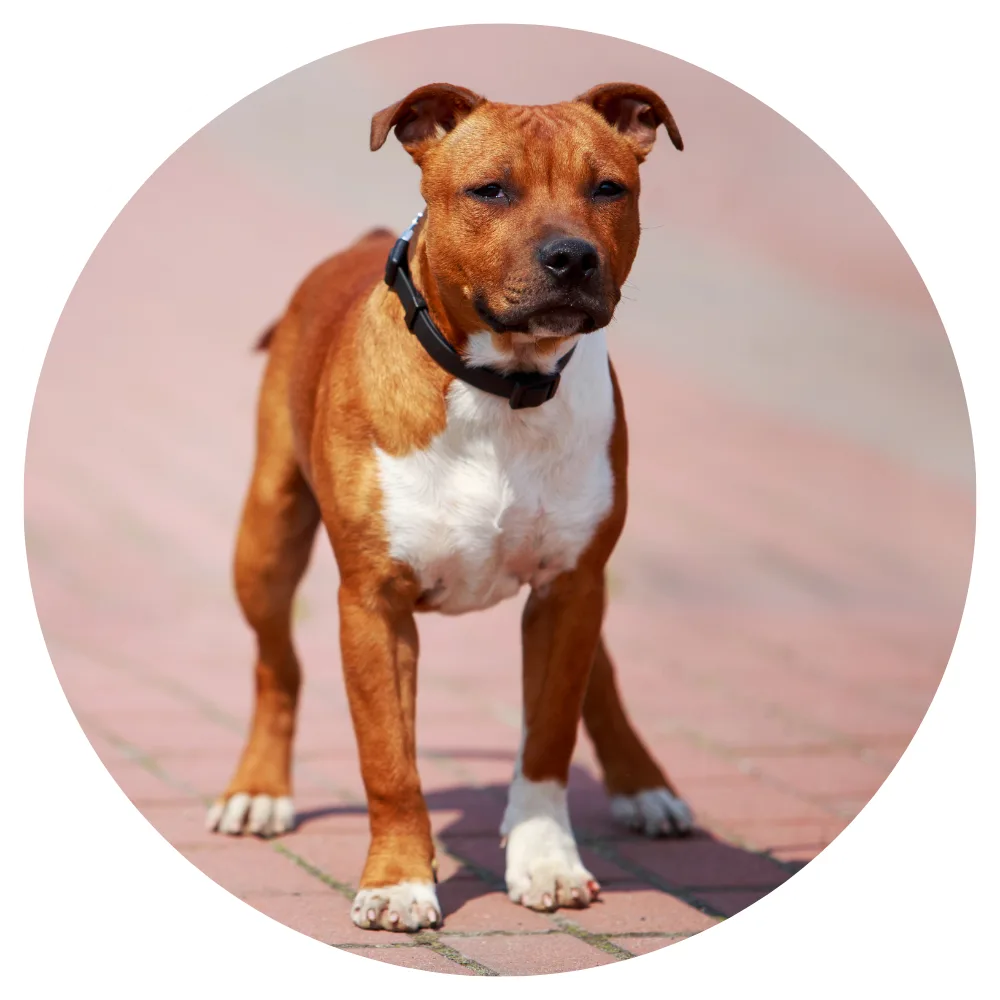 Staffordshire Bull Terrier