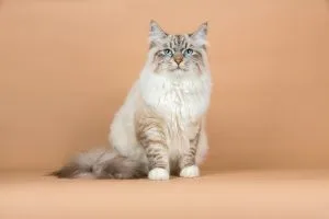 Sibérien