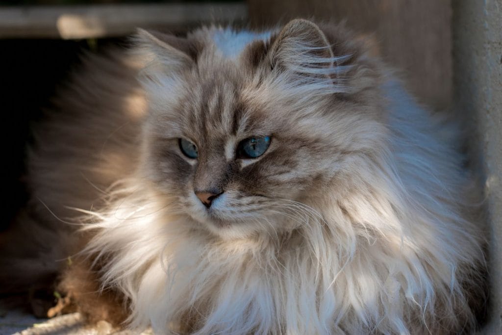 Sibérien vue de portrait