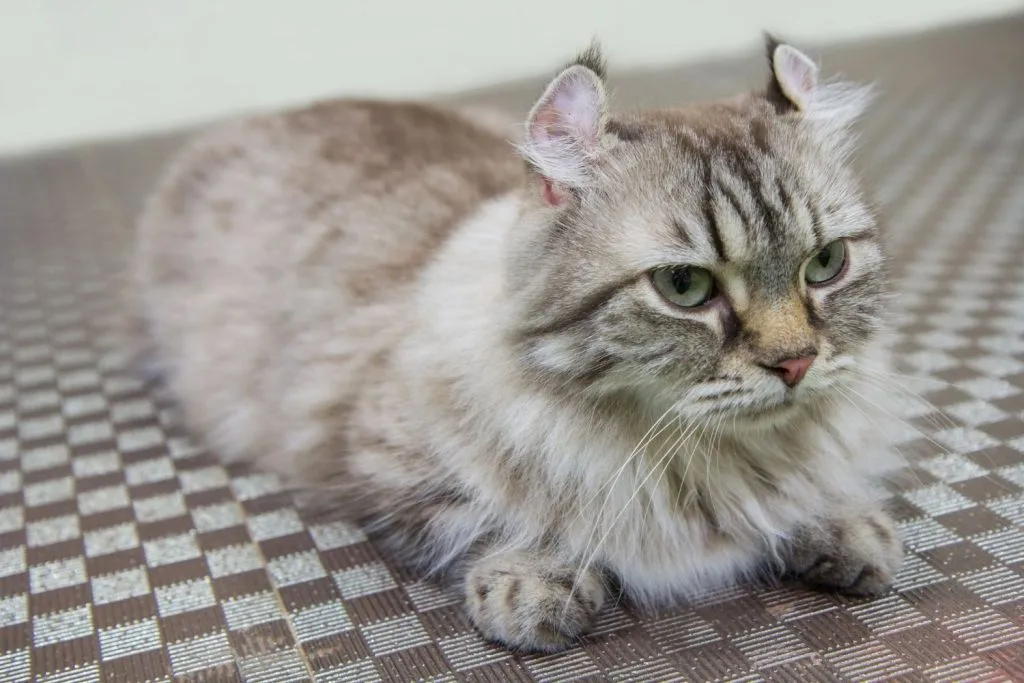 American curl allongé
