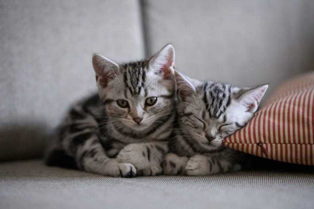American curl chatons