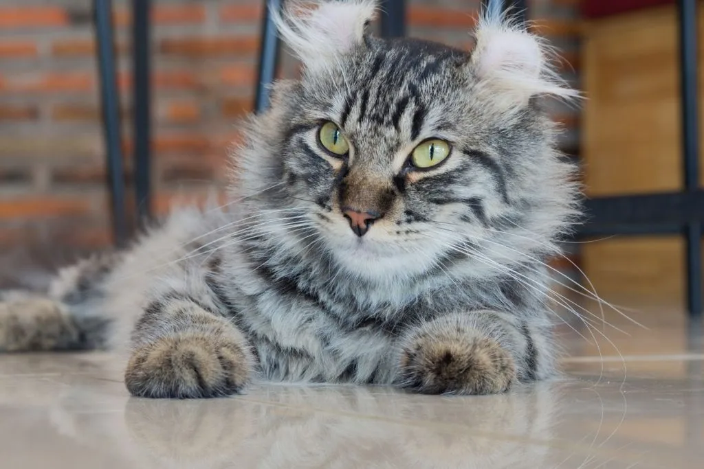 American curl couché