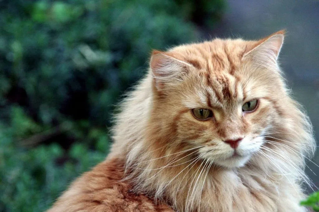 American curl roux