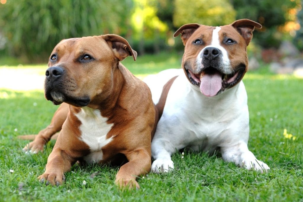 2 American Staffordshire Terrier