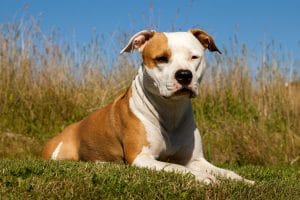 American Staffordshire Terrier