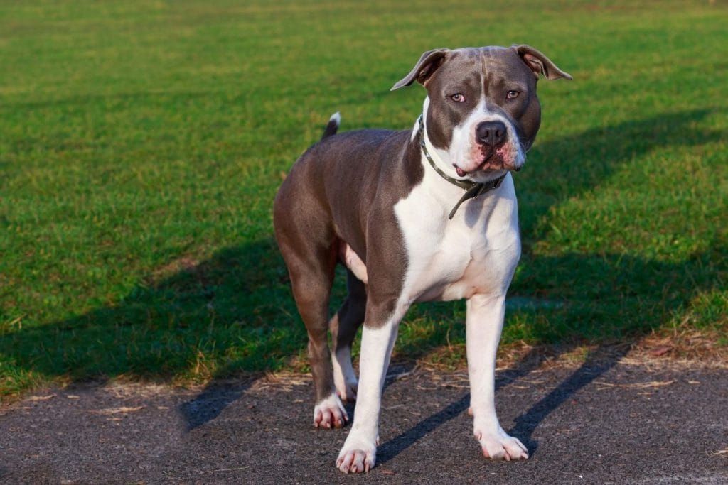 American Staffordshire Terrier debout gris et blanc