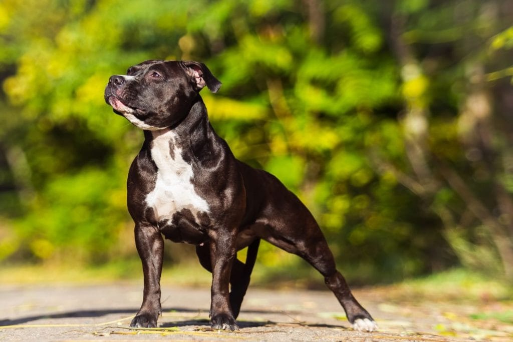 American Staffordshire Terrier debout noir et blanc